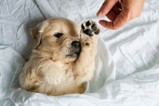 Golden retriever puppy tucked in reaching for fingers