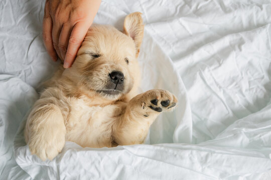 Golden retriever puppy tucked in getting a pat