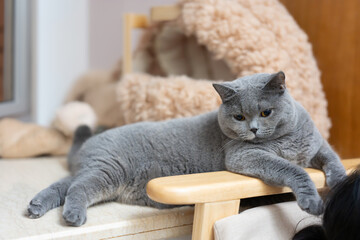 A British Shorthair cat wants its owner, who is wearing a face mask, to play with it. Upon learning it will have to wait, the cat's expression becomes a bit sad.