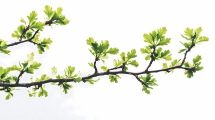 Capture a detailed close-up of an oak tree branch with fresh green leaves against a pristine white background.