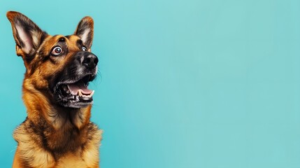 a copy space banner, blue background, a horrified german shepherd, sale, black friday sale concept