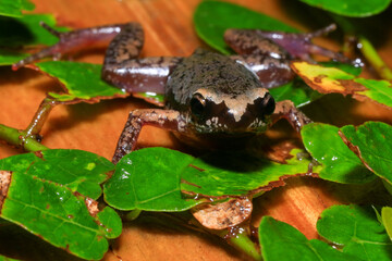 Naklejka premium Small brown frog on a green leaf in the rainforest