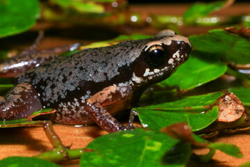 Small brown frog on a green leaf in the rainforest