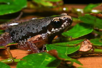 Small brown frog on a green leaf in the rainforest