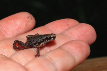 Small brown frog on a green leaf in the rainforest