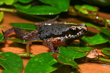 Small brown frog on a green leaf in the rainforest