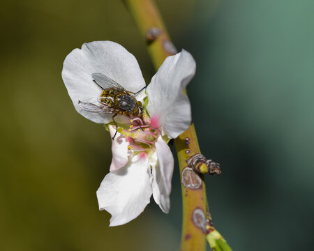 Gold and grey fly on  flower
