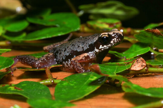 Small brown frog on a green leaf in the rainforest