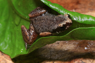 Small brown frog on a green leaf in the rainforest