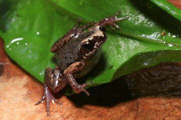Small brown frog on a green leaf in the rainforest