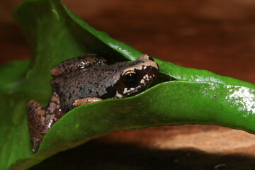 Small brown frog on a green leaf in the rainforest