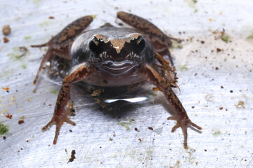 Small brown frog on a green leaf in the rainforest