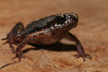 Small brown frog on a green leaf in the rainforest