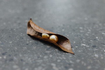 Gold Pearls in Dried Leaf