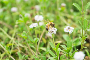花の蜜を吸うミツバチ