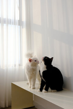 Couple cats beside window in white room