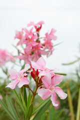 Nerium oleander in bloom, Pink siplicity bunch of flowers and green leaves on branches, Nerium...