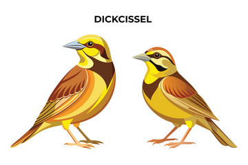 Beautiful Dickcissel bird on white background vector illustration 