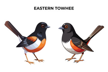 Beautiful Eastern Towhee bird on white background vector illustration 