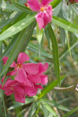 Nerium oleander in bloom, red siplicity bunch of flowers and green leaves on branches, Nerium Oleander shrub red flowers, ornamental shrub branches in daylight, bunch of flowers closeup
