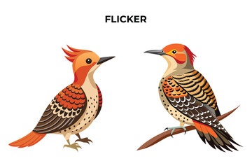 Beautiful Flicker bird on white background vector illustration 