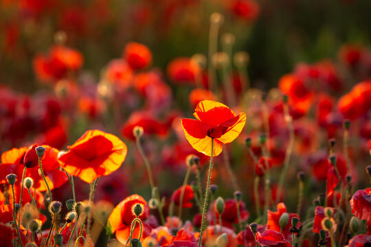 Backlit red poppies