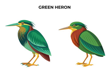 Beautiful Green Heron on white background vector illustration 