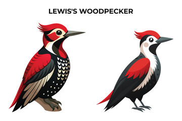Beautiful Lewis's Woodpecker on white background vector illustration