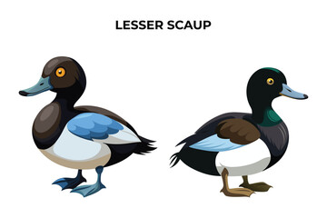 Beautiful Lesser Scaup on white background vector illustration