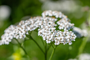 Achillea millefolium, yarrow or common yarrow, is a flowering plant in the family Asteraceae. Denali Viewpoint South, Alaska