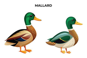 Obraz premium Beautiful Mallard on white background vector illustration