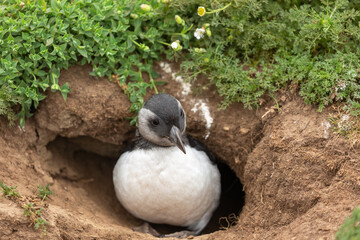 A rather fat puffling emerging from its underground nest