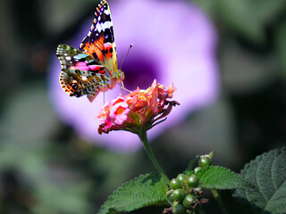 Colorful Butterfly and Flower
