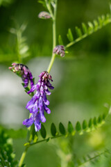 Vicia cracca (tufted vetch, cow vetch, bird vetch, blue vetch, boreal vetch), is a species of flowering plant in the pea and bean family Fabaceae.  Denali Viewpoint South, Alaska