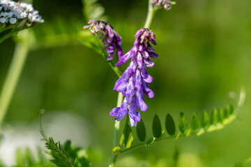 Vicia cracca (tufted vetch, cow vetch, bird vetch, blue vetch, boreal vetch), is a species of flowering plant in the pea and bean family Fabaceae.  Denali Viewpoint South, Alaska