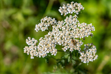 Achillea millefolium, yarrow or common yarrow, is a flowering plant in the family Asteraceae. Denali Viewpoint South, Alaska