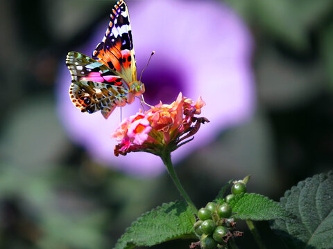 Colorful Butterfly and Flower