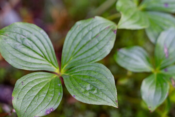 Denali Viewpoint South, Alaska. Cornus canadensis is a species of flowering plant in the dogwood family Cornaceae, Canadian dwarf cornel, Canadian bunchberry, quatre-temps, crackerberry, 