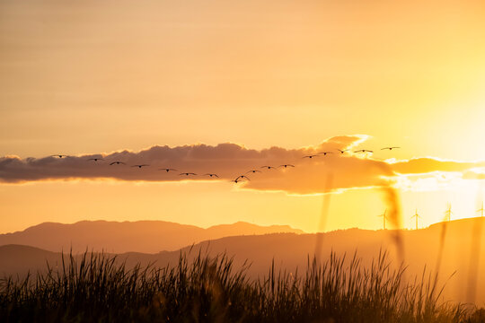 Birds flying