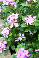 Close-up view of purple madagascar periwinkle, The scientific name is Catharanthus roseus, purple periwinkle flower closeup, Cape Periwinkle, Graveyard plant, Madagascar Periwinkle, Old Maid, closeup 