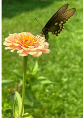 Dark Butterfly on Yellow Zinnia in the Garden 