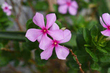 Close-up view of purple madagascar periwinkle, The scientific name is Catharanthus roseus, purple...