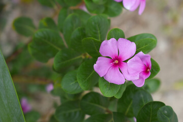 Close-up view of purple madagascar periwinkle, The scientific name is Catharanthus roseus, purple periwinkle flower closeup, Cape Periwinkle, Graveyard plant, Madagascar Periwinkle, Old Maid, closeup 