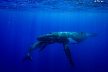 Humpback Whale Mother and Calf