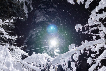 Winter wonderland season. Falling snow against the black background and street lamp. Low light in the night. Beautiful scene of snowfall and trees covered with snow