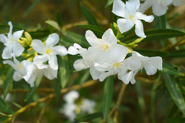 Nerium oleander in bloom, White siplicity bunch of flowers and green leaves on branches, Nerium...