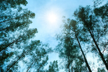 Upward view mixed forest, green deciduous trees The rich natural ecosystem of the rainforest concept is about conservation and natural reforestation.