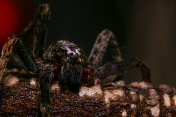 jumping spider on a branch in the rainforest 