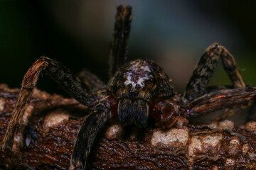 jumping spider on a branch in the rainforest 