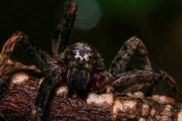 jumping spider on a branch in the rainforest 